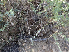 Dioscorea hemicrypta