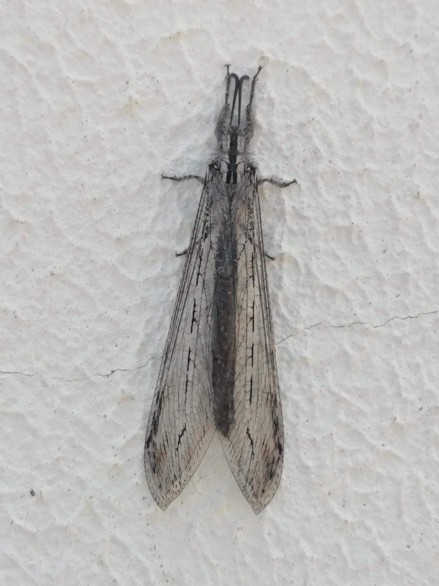Acanthaclisis Rambur, 1842