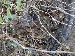 Dioscorea hemicrypta