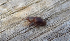 Carpophilus marginellus