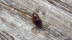 Carpophilus marginellus