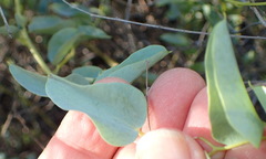 Dioscorea hemicrypta