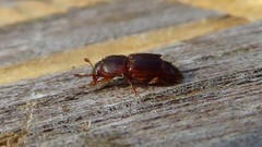 Carpophilus marginellus