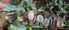 Dioscorea hemicrypta