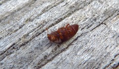 Carpophilus marginellus