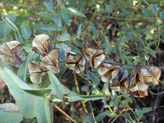 Dioscorea hemicrypta