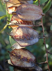 Dioscorea hemicrypta