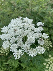Selinum alatum
