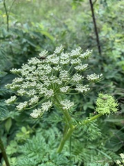 Selinum alatum
