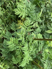 Selinum alatum