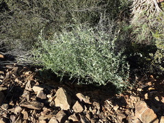 Dioscorea hemicrypta