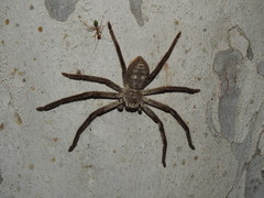 Isopedella conspersa