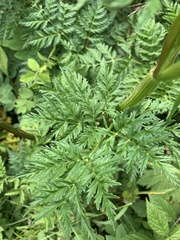 Selinum alatum