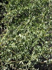 Dioscorea hemicrypta