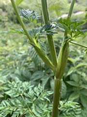 Selinum alatum