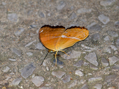 Cirrochroa emalea
