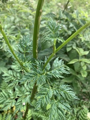 Selinum alatum