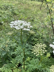 Selinum alatum