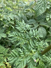 Selinum alatum
