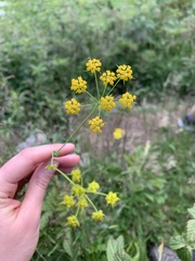 Bupleurum polyphyllum