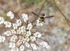 Ceriana vespiformis