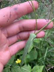 Bupleurum polyphyllum