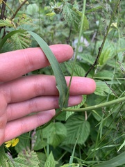 Bupleurum polyphyllum