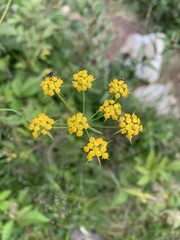 Bupleurum polyphyllum