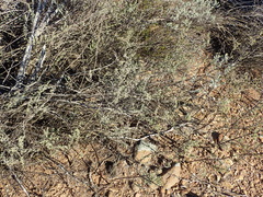 Indigofera obcordata