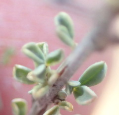 Indigofera obcordata