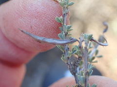 Indigofera obcordata
