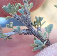 Indigofera obcordata