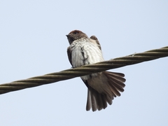 Petrochelidon fluvicola