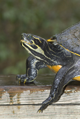 Pseudemys concinna suwanniensis