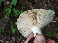 Russula dissimulans