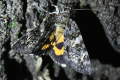 Catocala doerriesi