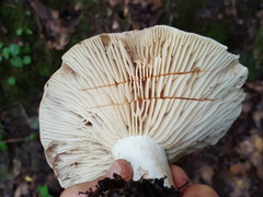Russula dissimulans