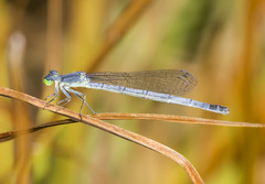 Ischnura perparva