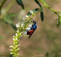 Chrysididae