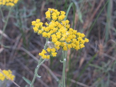 Achillea micrantha