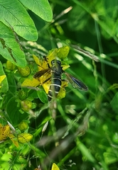 Temnostoma bombylans