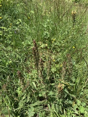 Pedicularis chroorrhyncha