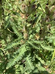 Pedicularis chroorrhyncha