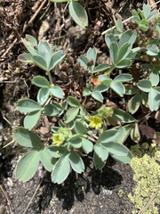 Sibbaldia parviflora