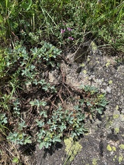 Sibbaldia parviflora