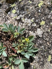 Sibbaldia parviflora