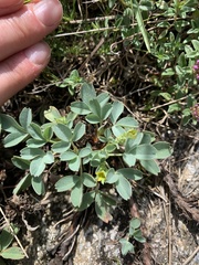 Sibbaldia parviflora