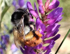 Bombus