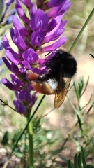 Bombus