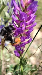 Bombus